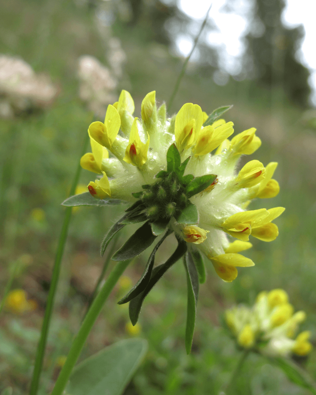 Masmalo (Anthyllis vulneraria) - Image 2