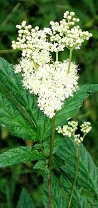 Mesiangervo (Filipendula ulmaria) - pottitaimi