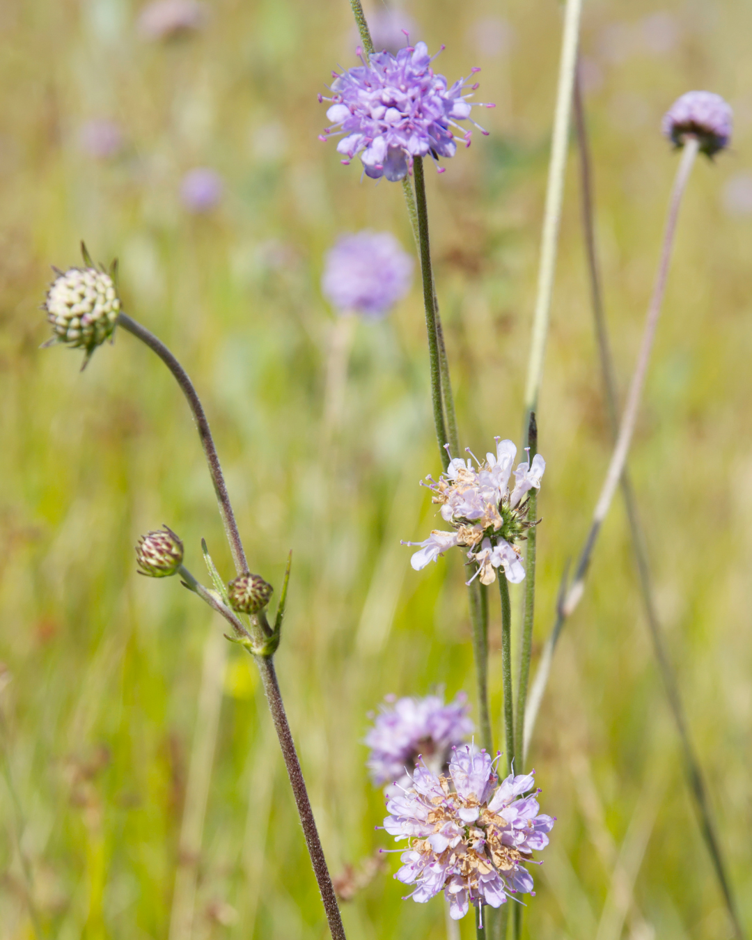 Purtojuuri (Succisa pratensis) - Image 2