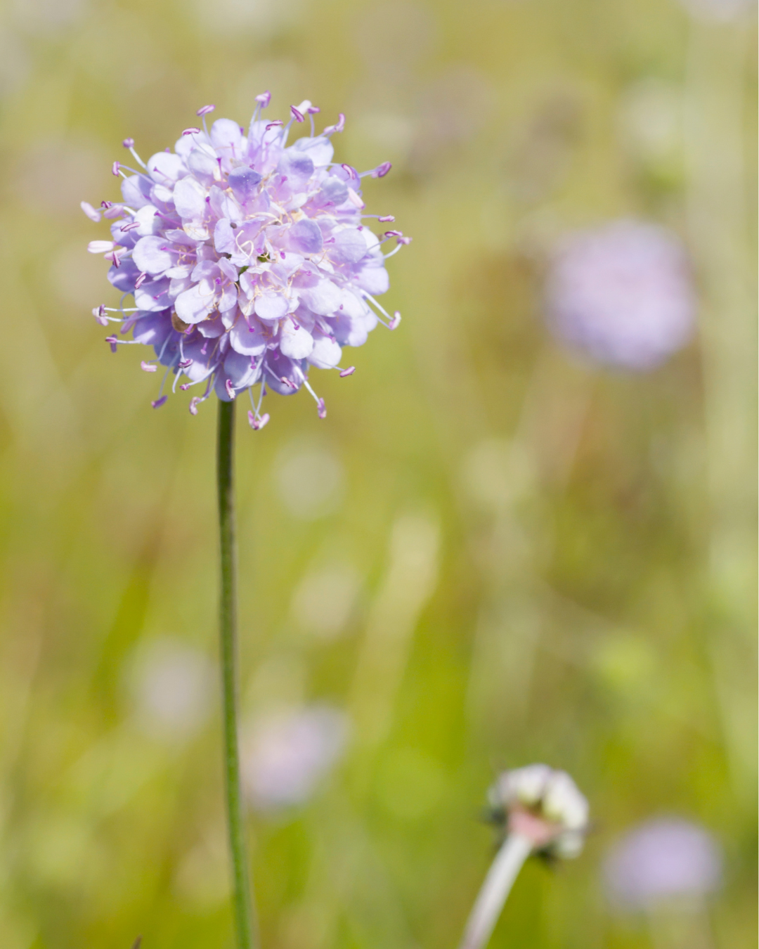 Purtojuuri (Succisa pratensis) - Image 3