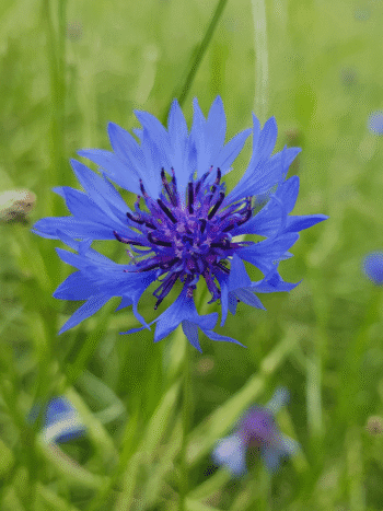 Ruiskaunokki, Centaurea cyanus