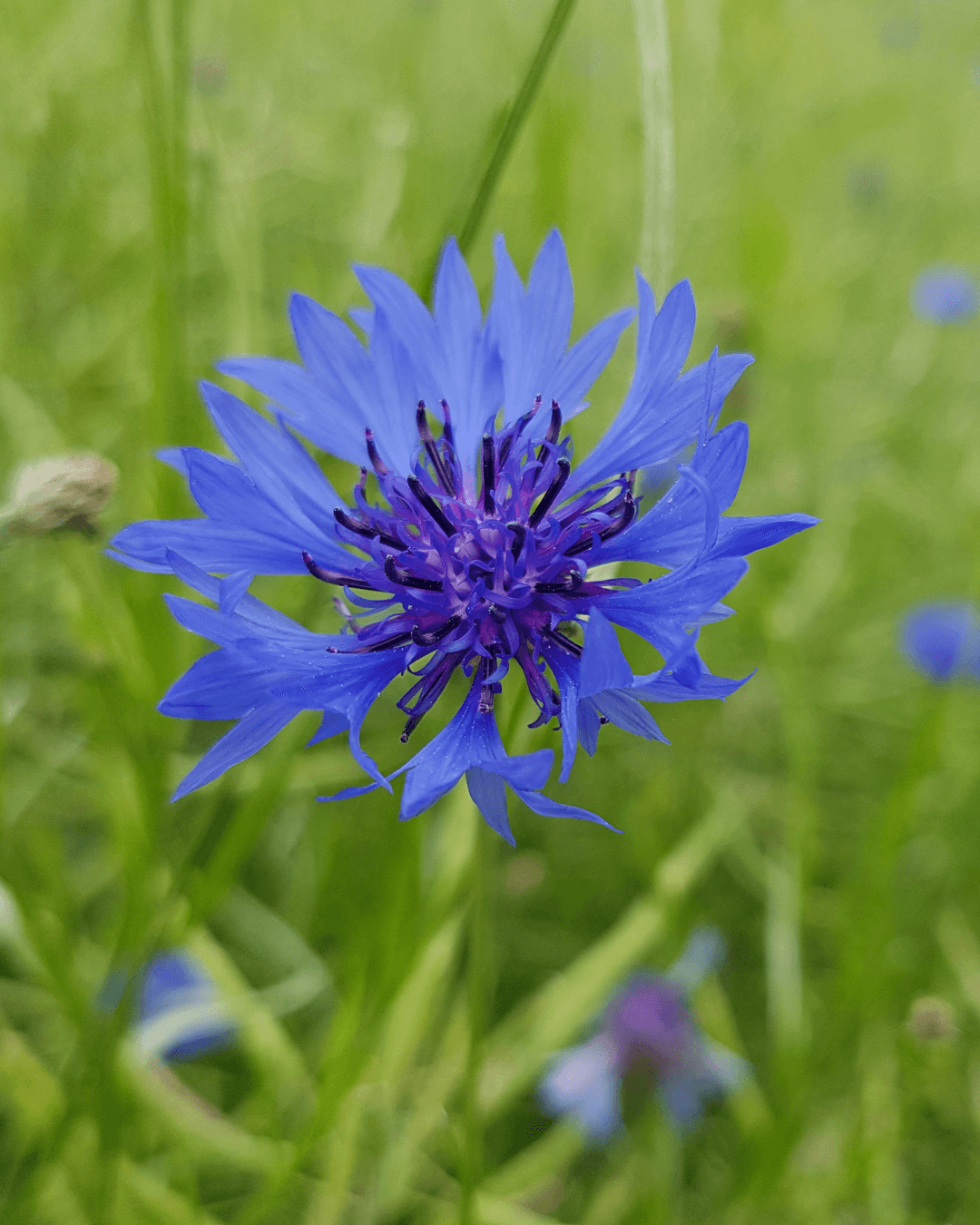 Ruiskaunokki, Centaurea cyanus