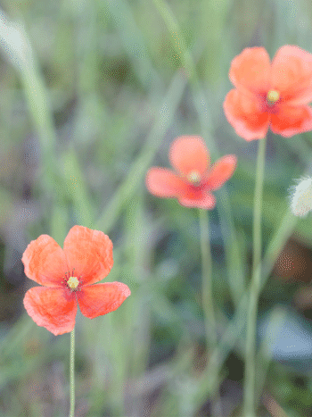 Ruisunikko, Papaver dubium