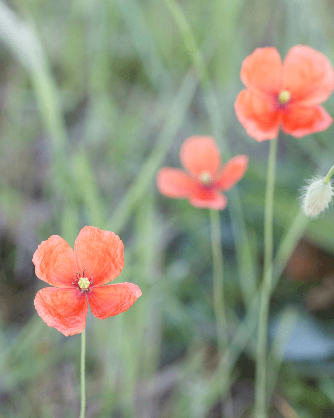Ruisunikko, Papaver dubium