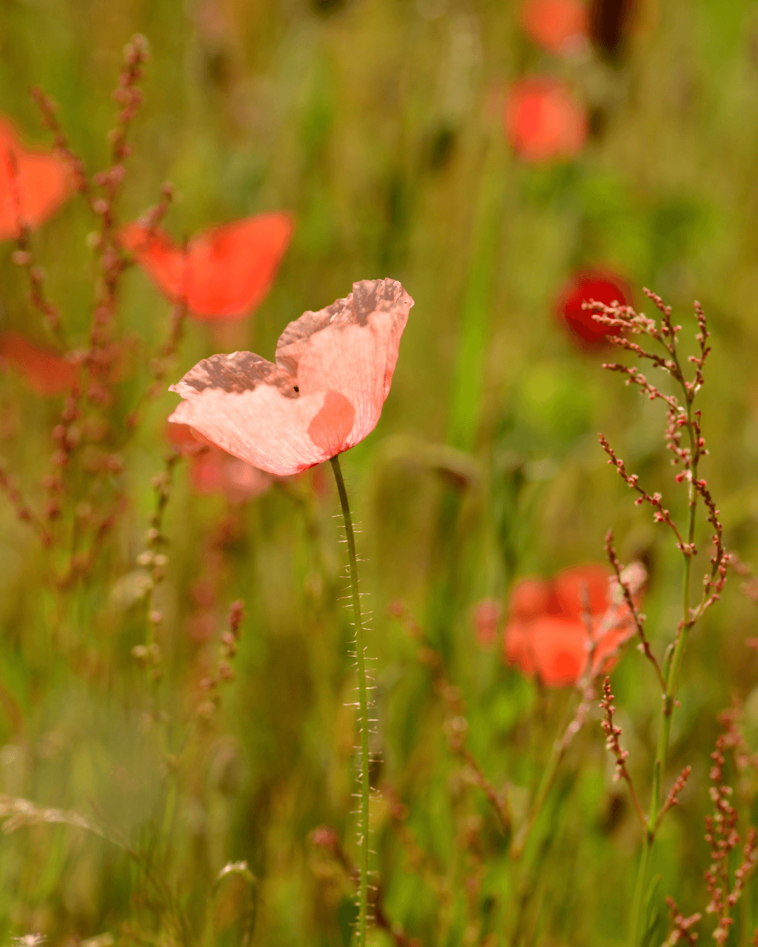 Ruisunikko, Papaver dubium