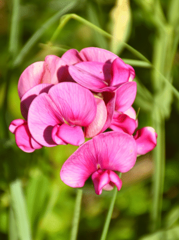 Ruusunätkelmä (Lathyrus latifolius)