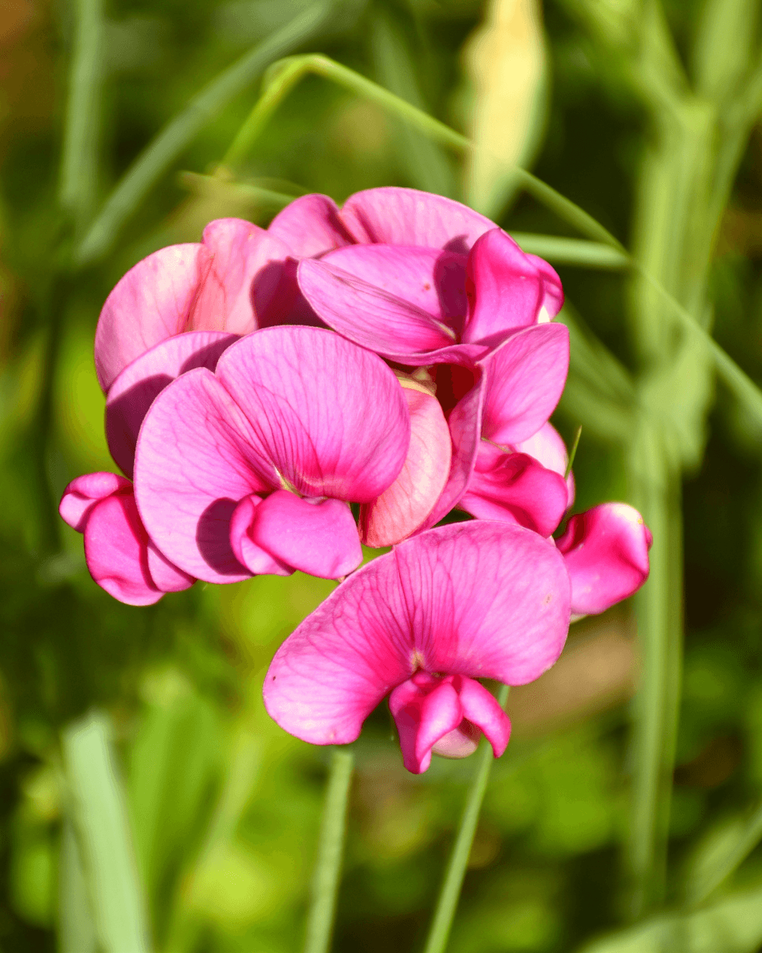 Ruusunätkelmä (Lathyrus latifolius)