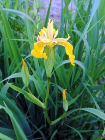 Keltakurjenmiekka (Iris pseudocorus) - keltainen - siemenpussi