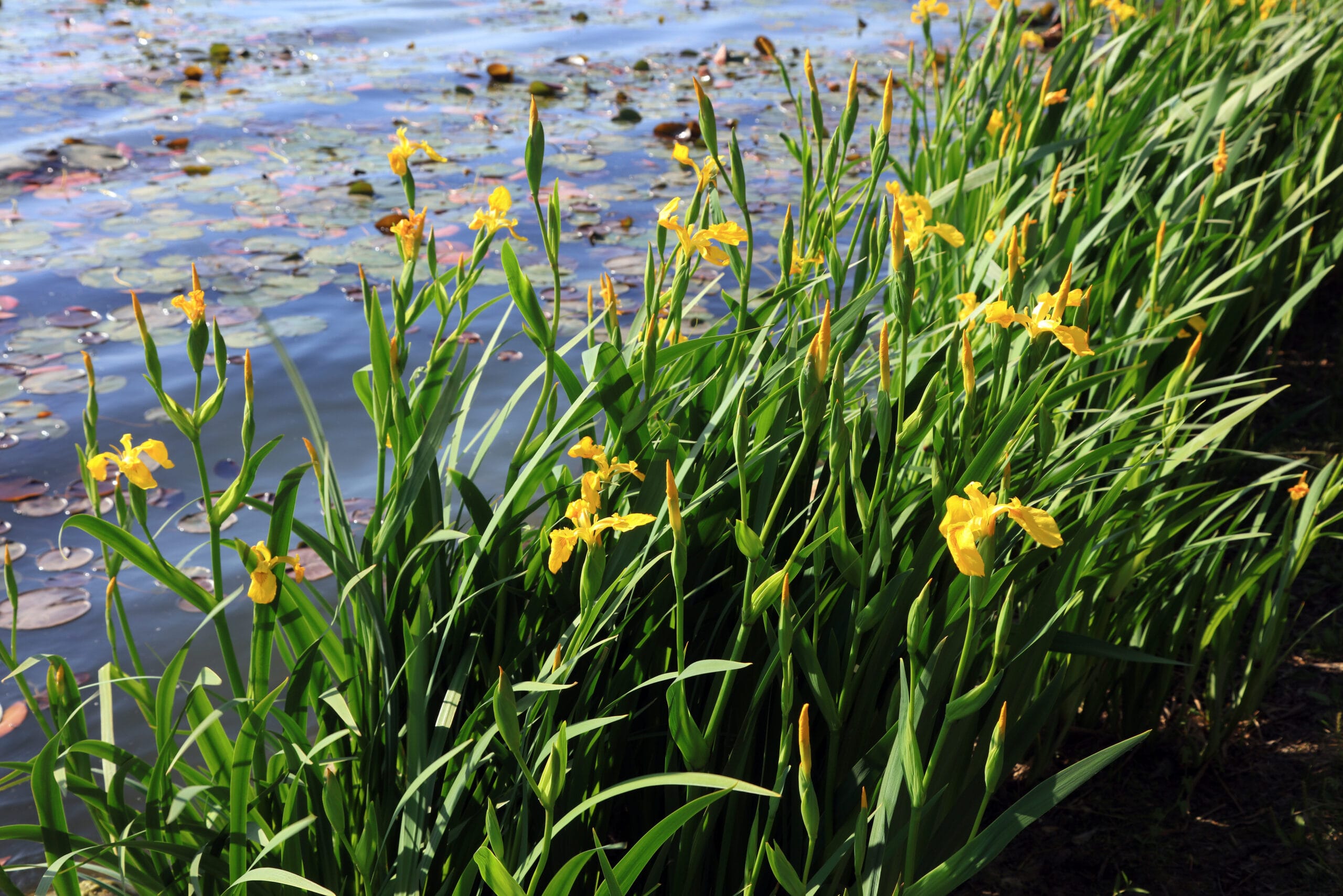 Keltakurjenmiekka (Iris pseudocorus) - keltainen - Image 2