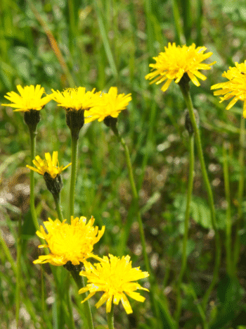 Syysmaitiainen (Leontodon autumnalis)