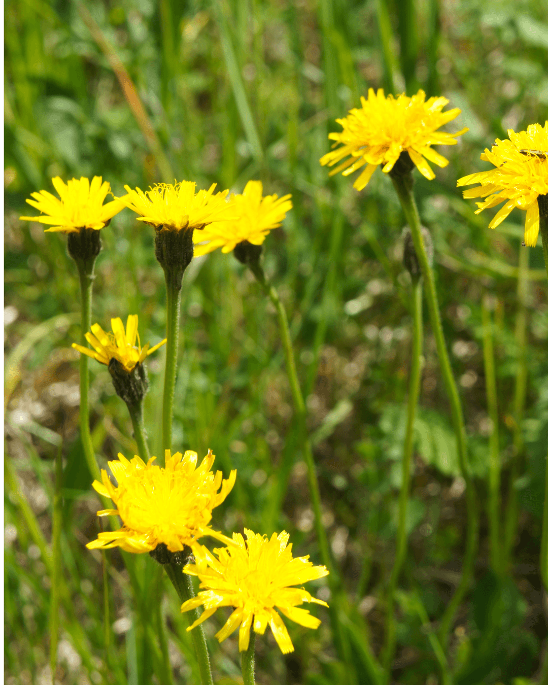 Syysmaitiainen (Leontodon autumnalis)