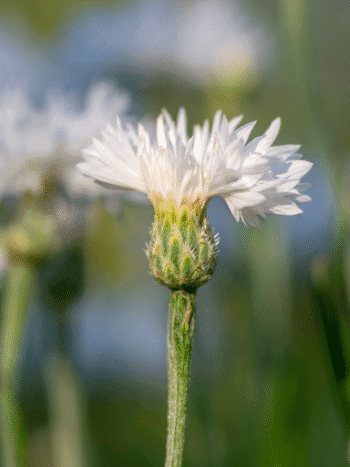 Ruiskaunokki valkoinen, Centaurea cyanus white