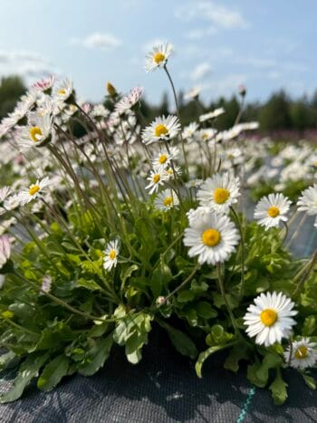 Kaunokainen (Bellis perennis)