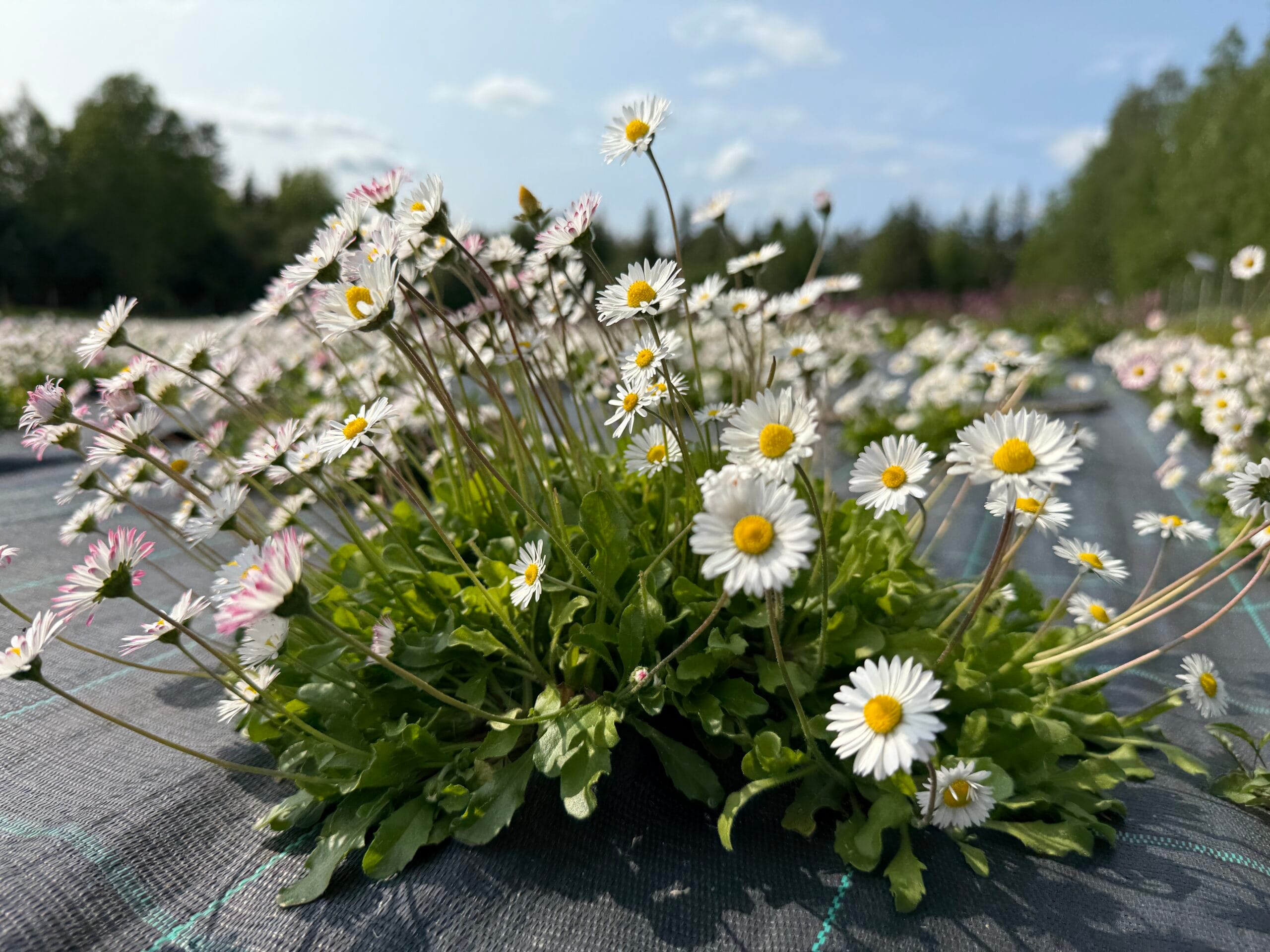 Kaunokainen (Bellis perennis)
