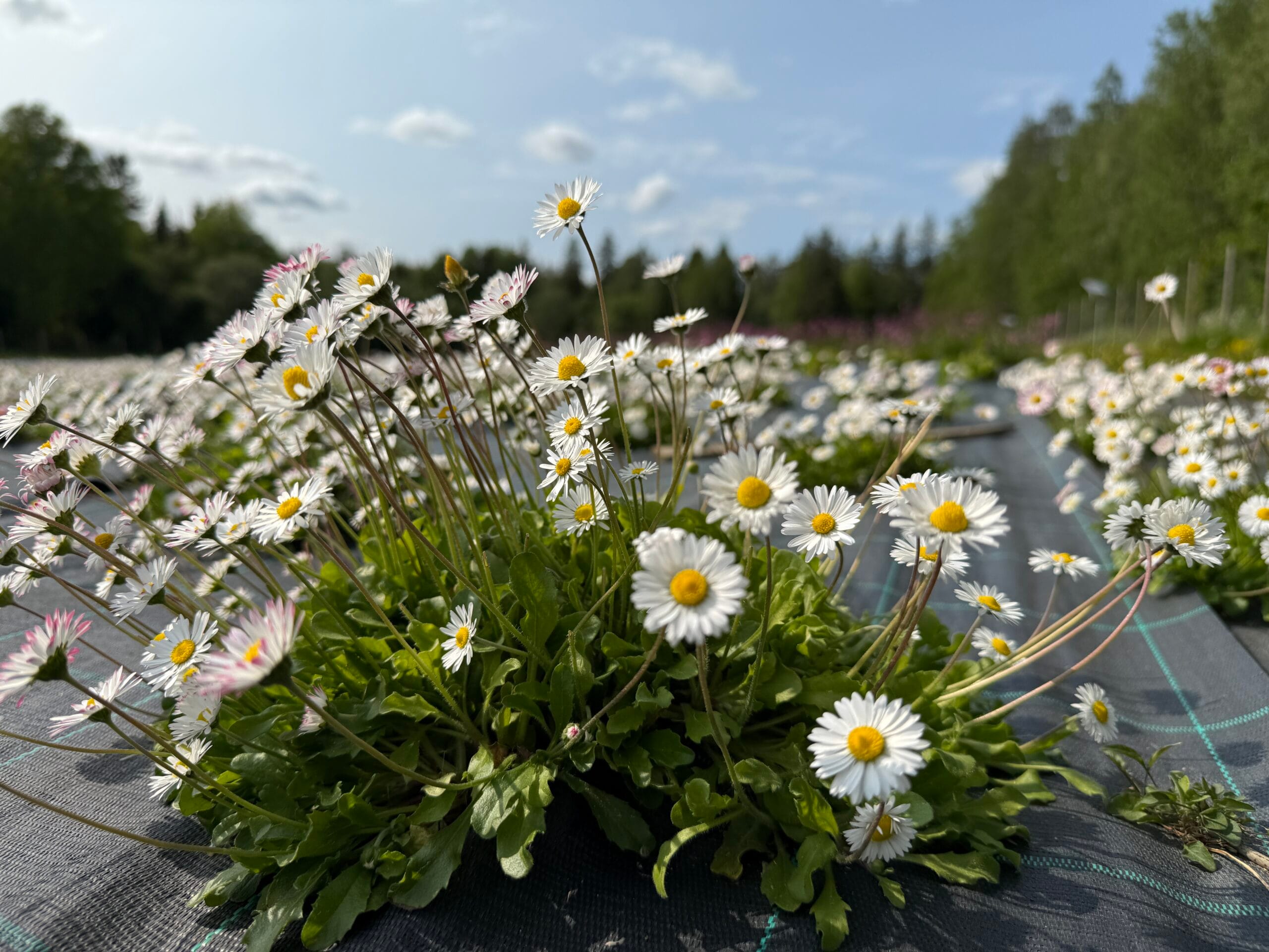 Kaunokainen (Bellis perennis) - pottitaimi - Image 2