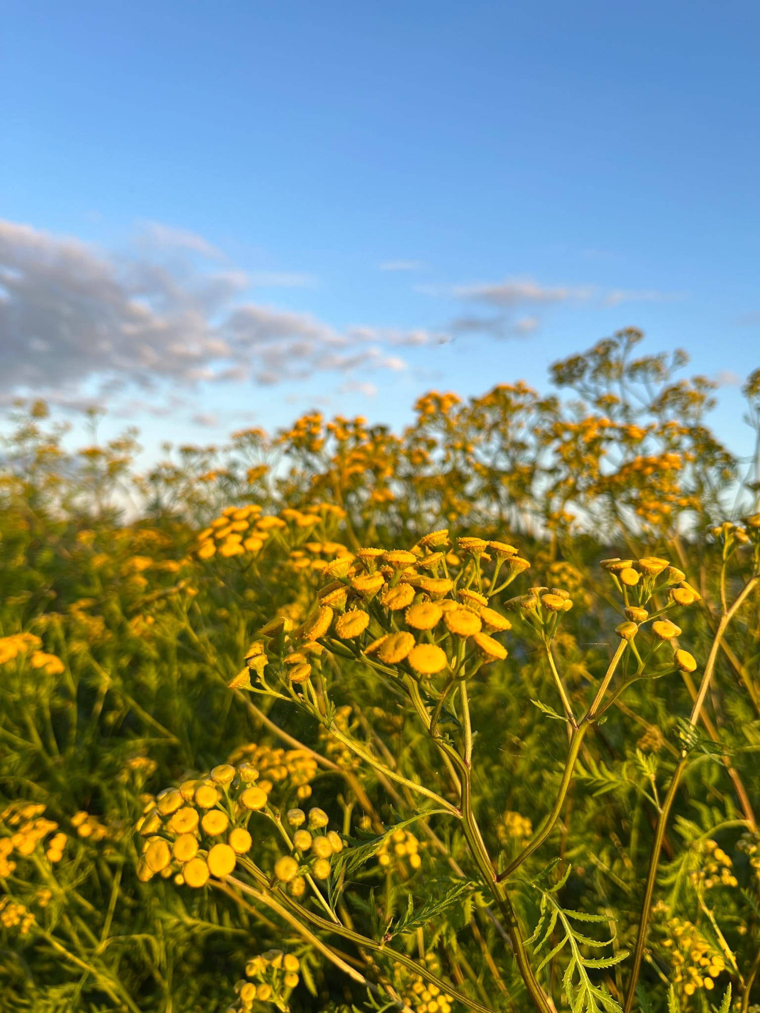 Pietaryrtti (Tanacetum vulgare)