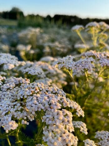 Siankärsämö (Achillea millefolium)