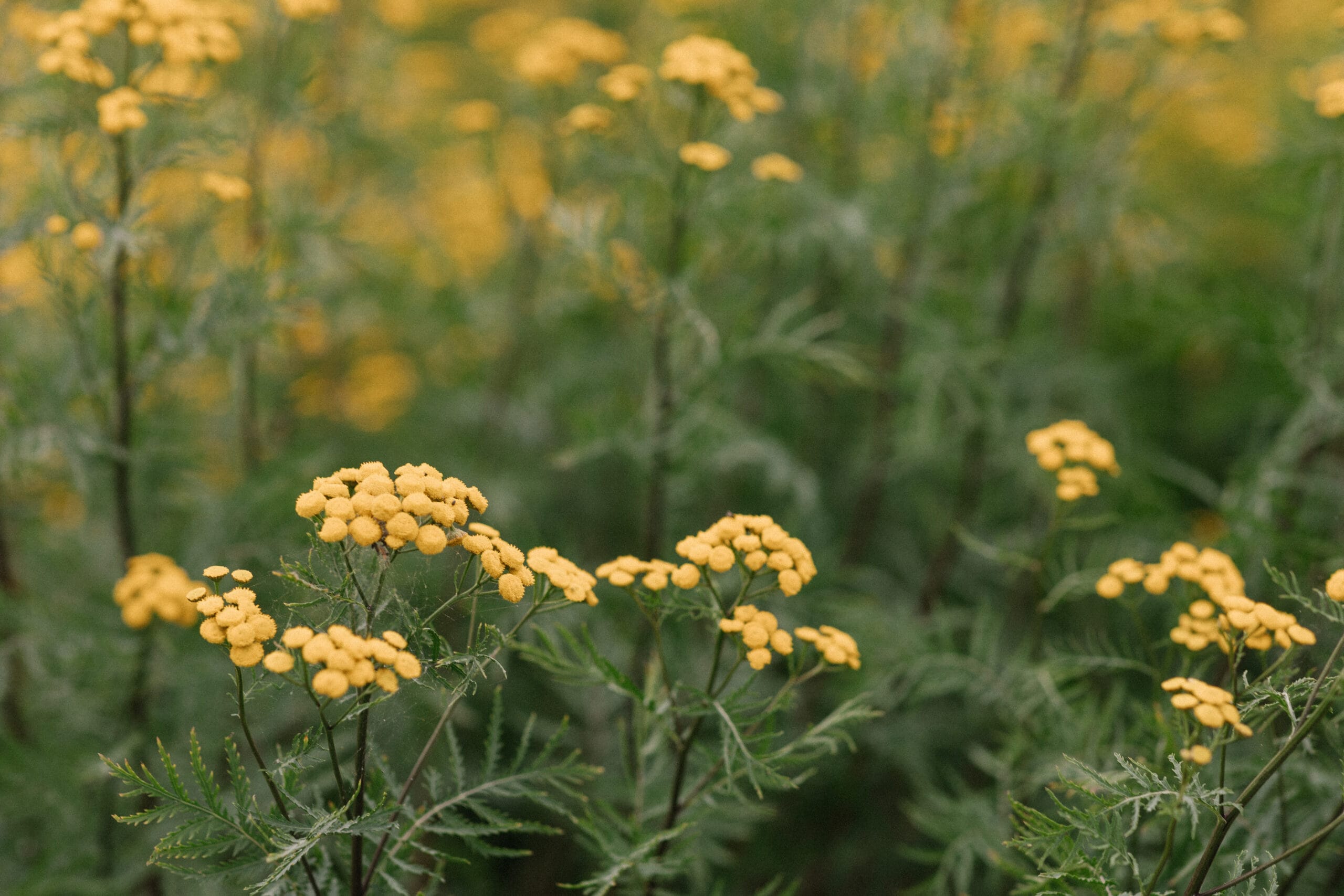 Pietaryrtti (Tanacetum vulgare) - Image 2