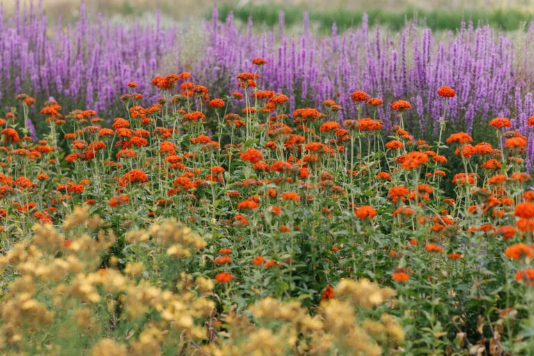 Täyttö- ja täydennykasvit eli fillerit