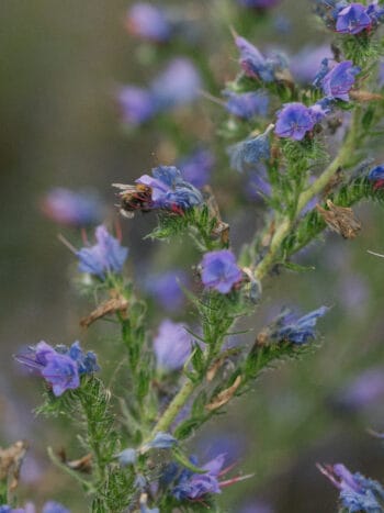 Neidonkieli (Echium vulgare)