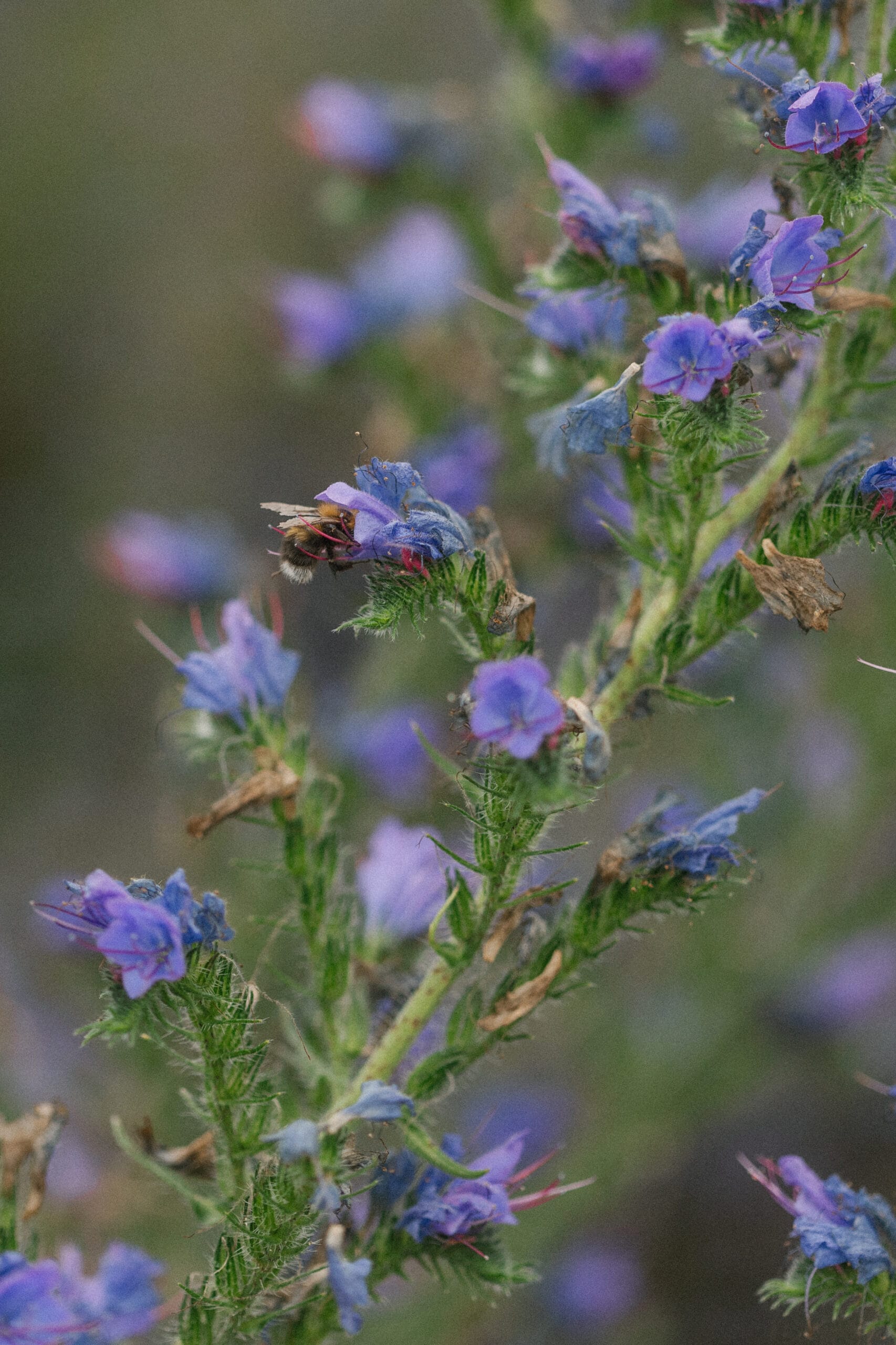 Neidonkieli (Echium vulgare)