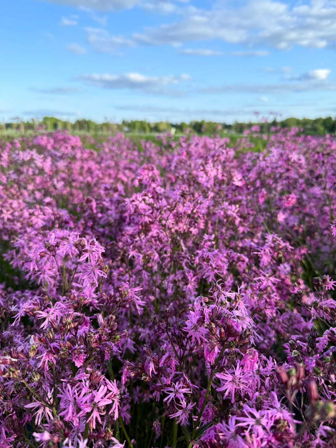 Käenkukka