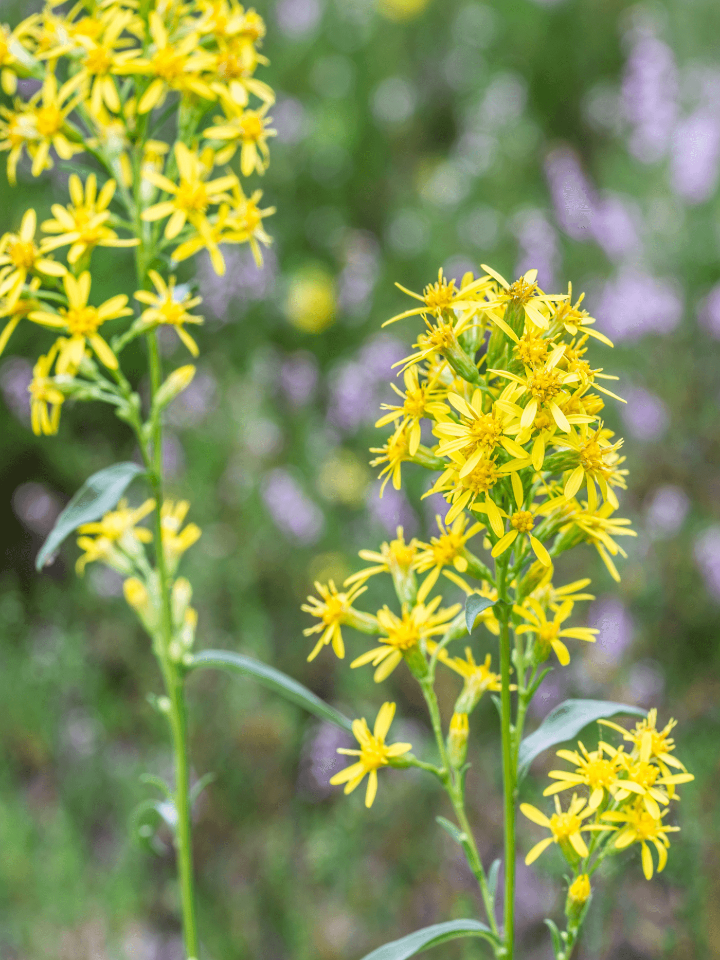 Kultapiisku (Solidago virgaurea) - pottitaimi