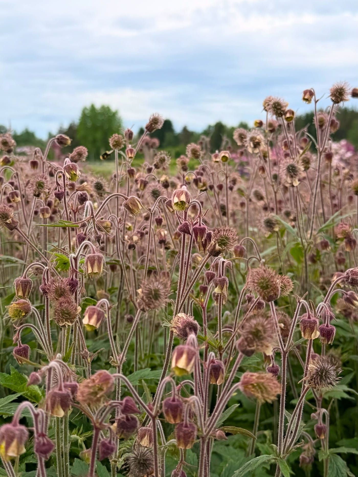 Ojakellukka